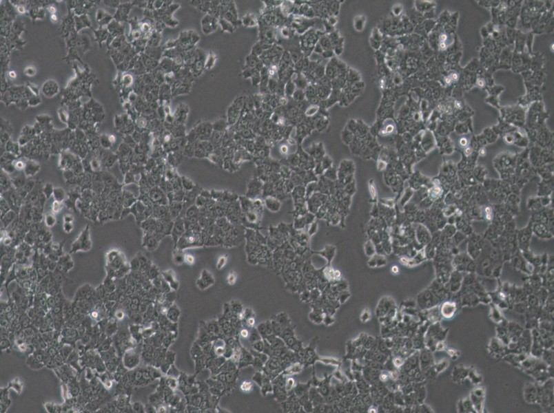 NCI-H1573 Cell Complete Medium - small - 4