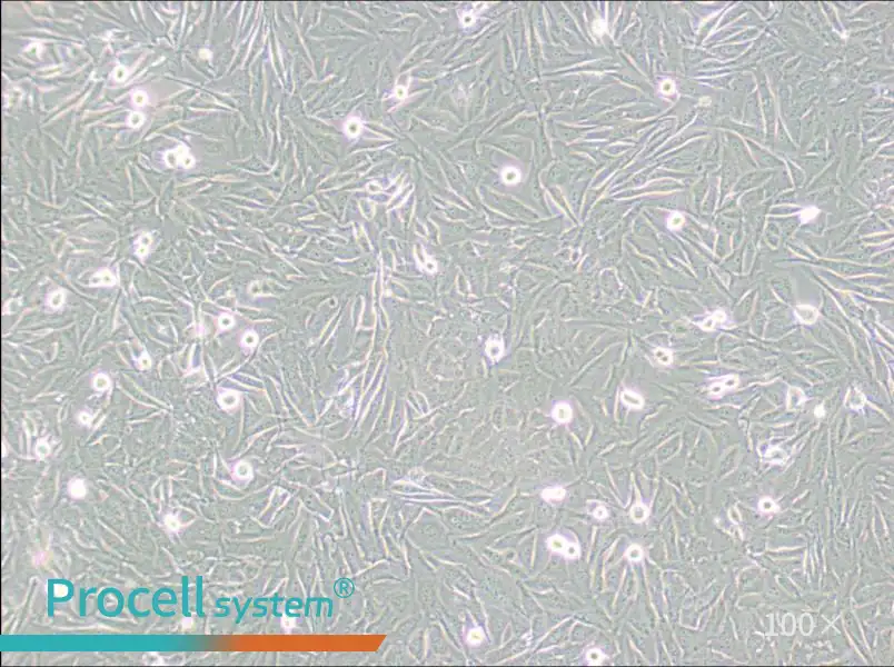 A2058 Cell Complete Medium - 1