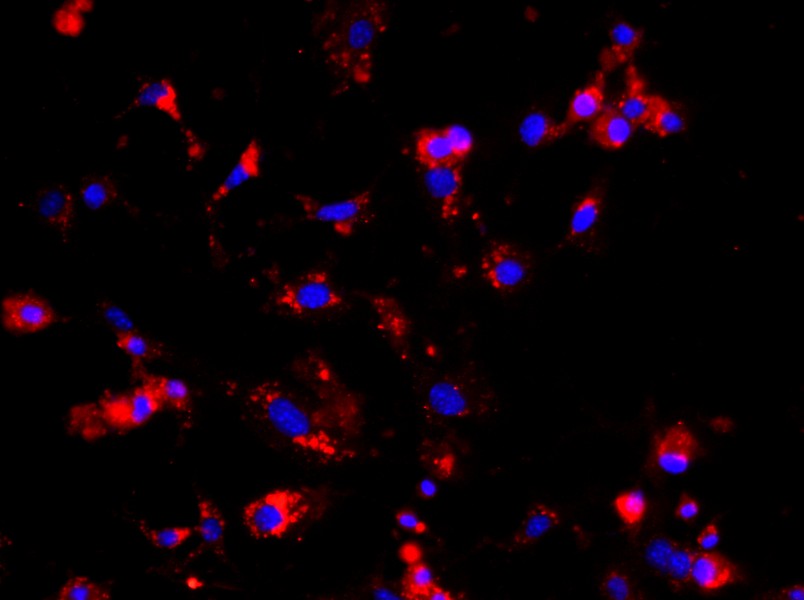 Mouse Glomerular Endothelial Cell Complete MediumMouse Glomerular Endothelial Cell Complete Medium - 2