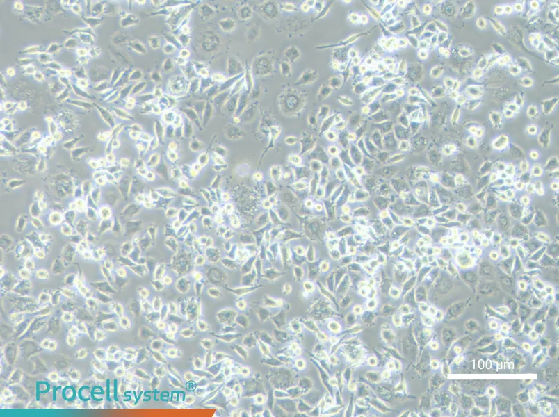 DH82 Cell Complete Medium - 3