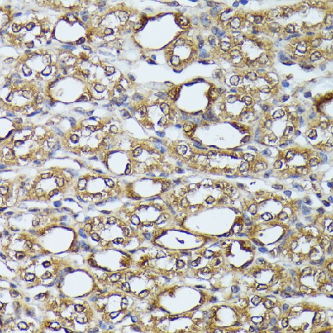 Immunohistochemistry of paraffin-embedded Mouse kidney using DAPK3 Polyclonal Antibody at dilution of 1:100 (40x lens).