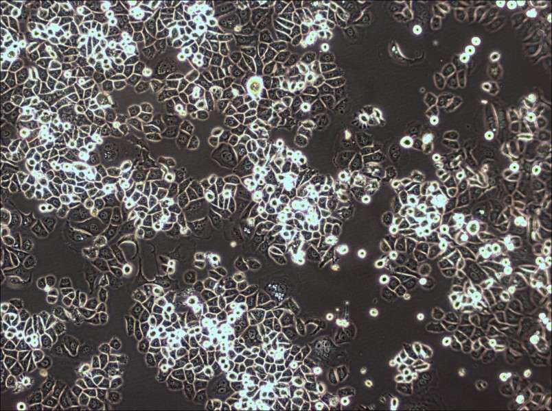 AU565 Cell Complete MediumAU565 Cell Complete Medium - 2