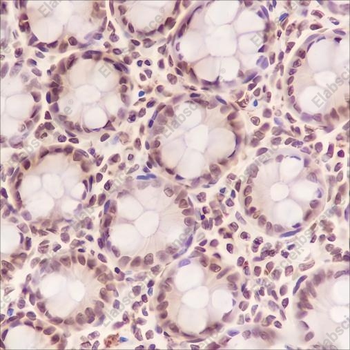 Recombinant COPS3 Monoclonal Antibody - 2