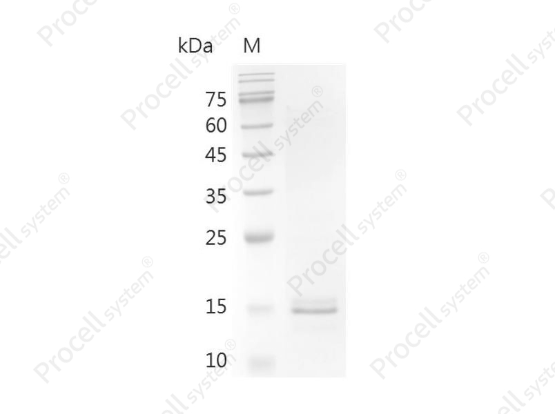 Activin A, Human/Mouse/Rat, Recombinant