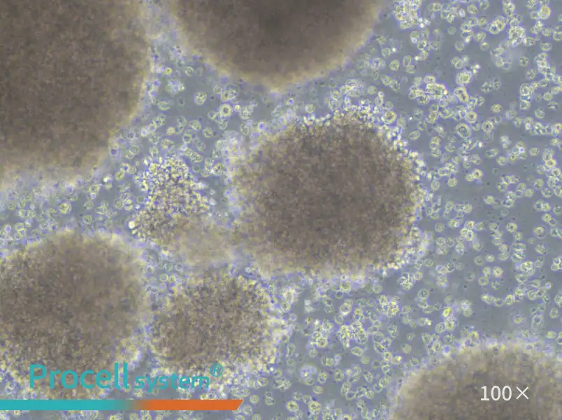 GM23255 Cell Complete Medium - 1