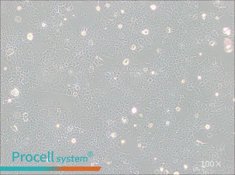 AML12 Cell Complete Medium - 2