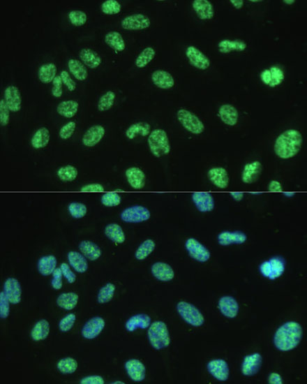 Immunofluorescence analysis of U-2 OS cells using ALYREF Polyclonal Antibody at dilution of  1:100 (40x lens). Blue: DAPI for nuclear staining.