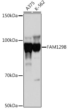 Western blot analysis of extracts of various cell lines using FAM129B Polyclonal Antibody at 1:1000 dilution.