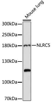 Western blot analysis of extracts of mouse lung using NLRC5 Polyclonal Antibody at 1:1000 dilution.