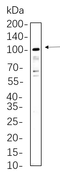 Recombinant STAT5A/B Monoclonal Antibody-searchlist-1
