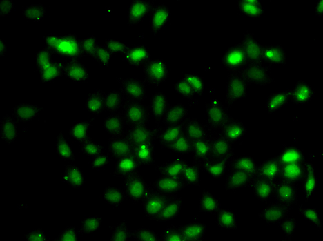 Immunofluorescence analysis of A549 cells using BCL6 Polyclonal Antibody