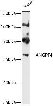 Western blot analysis of extracts of HeLa cells using ANGPT4 Polyclonal Antibody at 1:1000 dilution.