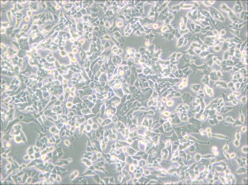 PC-12 (Low differentiation) Cell Complete Medium - 6