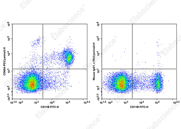 PE/Cyanine5 Anti-Mouse CD66A Antibody[Mab-CC1]-searchlist-1