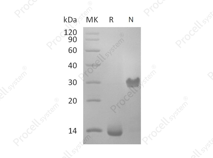PDGF-BB/PDGF2, Human, Recombinant