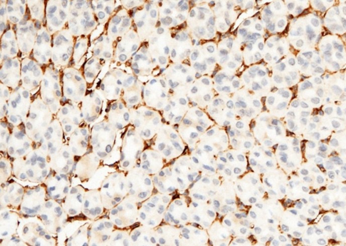 Recombinant CD34 Monoclonal Antibody-searchlist-1