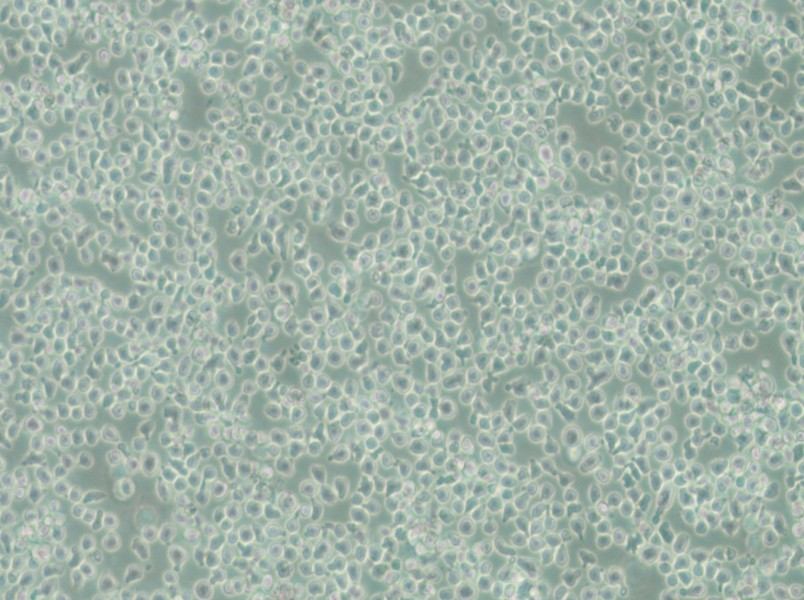 C1498-LUC Cell Complete Medium - 6