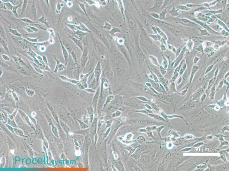 SK-N-SH Cell Complete Medium - small - 5