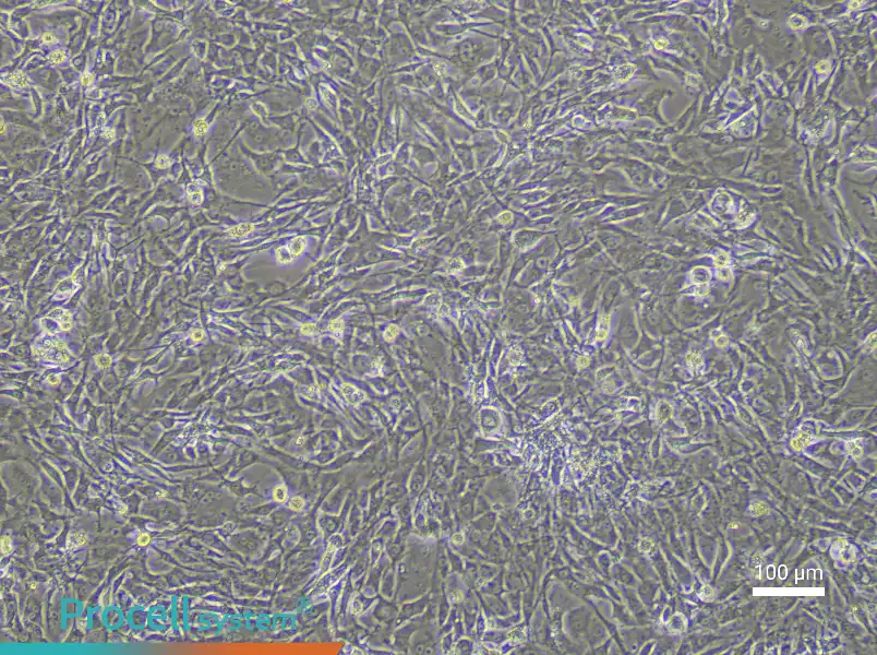 Mouse Tendon Fibroblast Complete Medium - 3