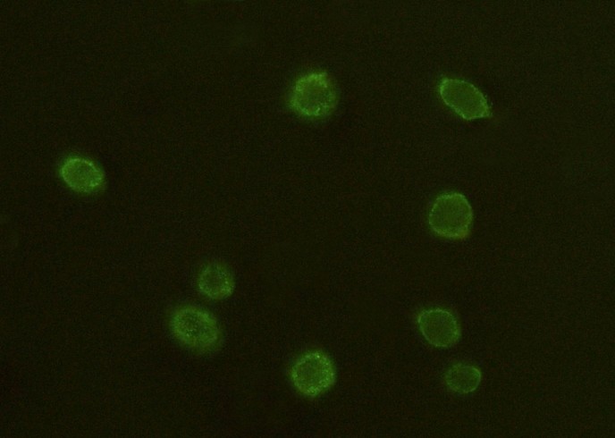 Recombinant CD97 Monoclonal Antibody-searchlist-1