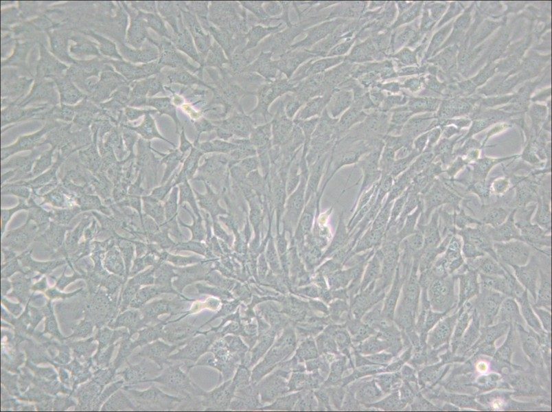 GC-2spd(ts) Cell Complete Medium - 4