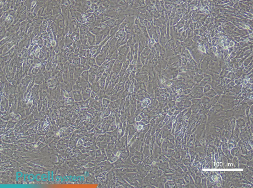 Rat Tendon Fibroblast Complete MediumRat Tendon Fibroblast Complete Medium - 3