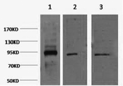 Western Blot analysis of 1) Hela, 2) Jurkat, 3) HepG2 cells using Oct-1/2 Monoclonal Antibody at dilution of 1:2000.