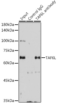 Immunoprecipitation analysis of 300ug extracts of HeLa cells using 3ug TAF6L Polyclonal Antibody.Western blot was performed from the immunoprecipitate using TAF6L Polyclonal Antibody at a dilution of 1:1000.