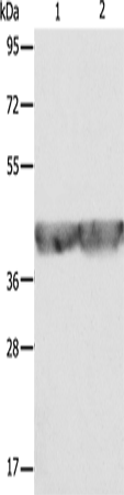 Western Blot analysis of A549 and hela cell using ALDOA Polyclonal Antibody at dilution of 1:500