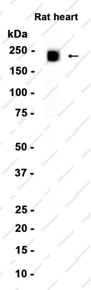 Recombinant MYH7B Monoclonal Antibody - 1