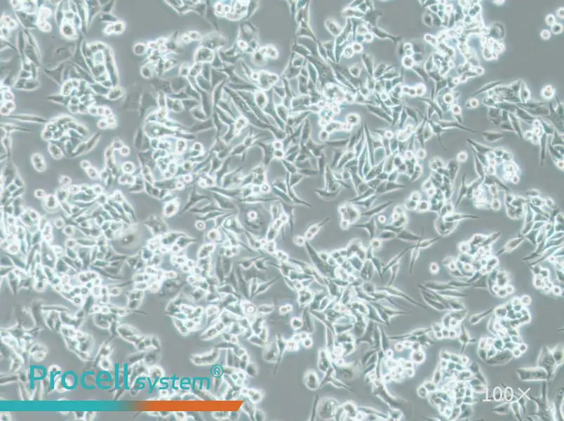 SUIT-2 Cell Complete MediumSUIT-2 Cell Complete Medium - 2