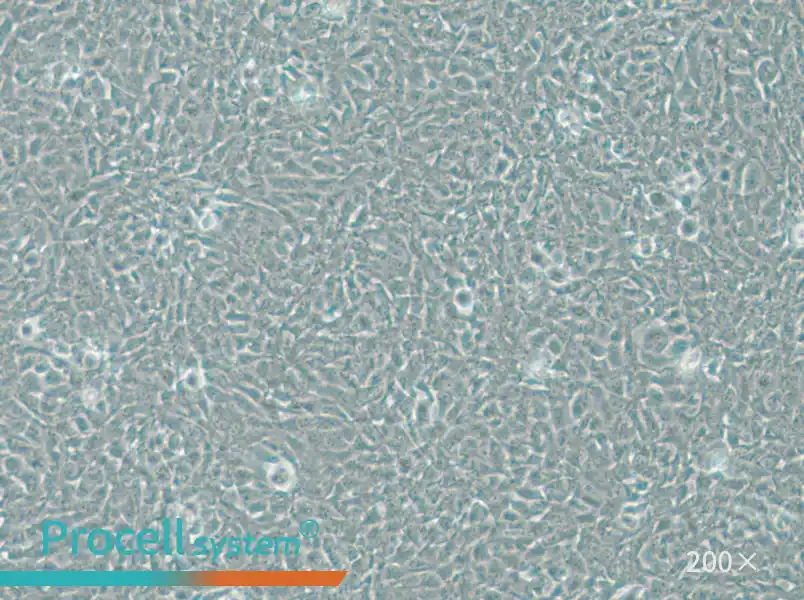 V79 Cell Complete Medium - 4