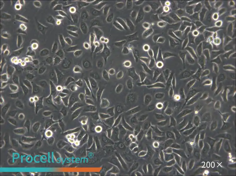 ME-180 Cell Complete Medium - 6