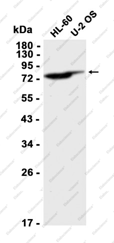 Recombinant GRK2 Monoclonal Antibody - 1