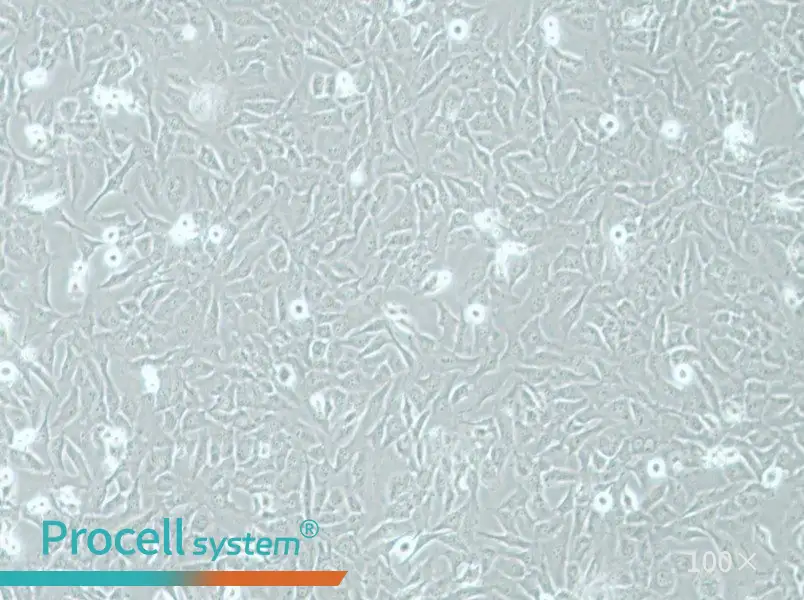AC16 Cell Complete Medium - 2