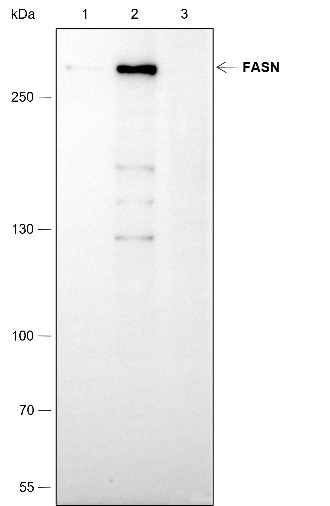 Recombinant FASN Monoclonal Antibody - small - 7