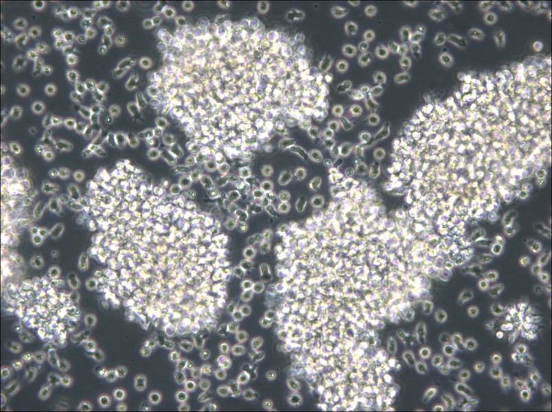 MC/CAR Cell Complete Medium - small - 5