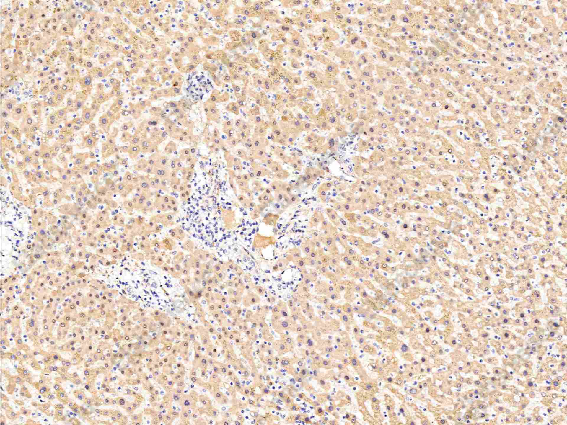 Recombinant FDPS/Farnesyl Diphosphate Synthase Monoclonal Antibody - 1
