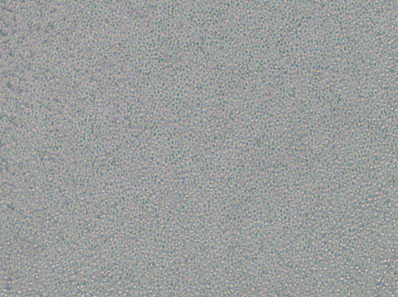 EOL-1 Cell Complete MediumEOL-1 Cell Complete Medium - 3