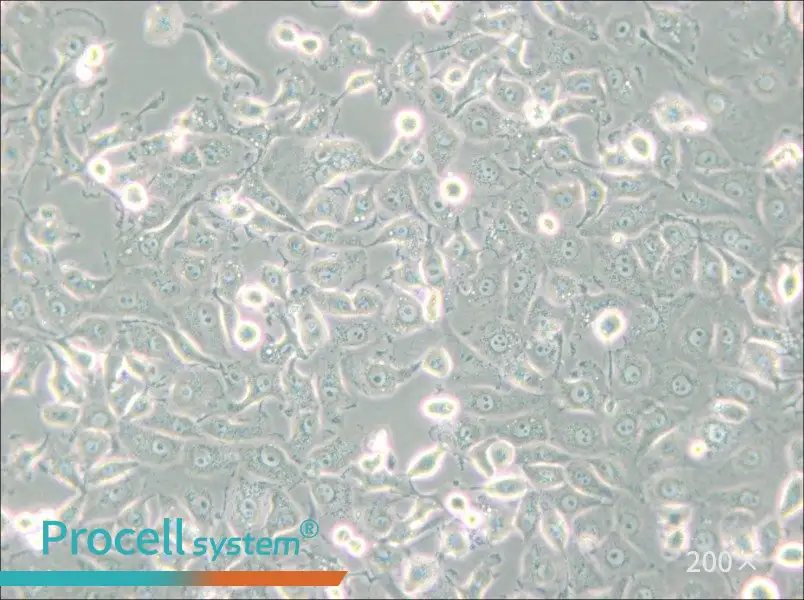 LLC-MK2 Cell Complete Medium - small - 5
