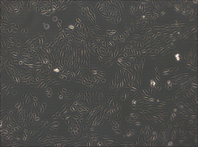 ARPE-19 Cell Complete MediumARPE-19 Cell Complete Medium - 3