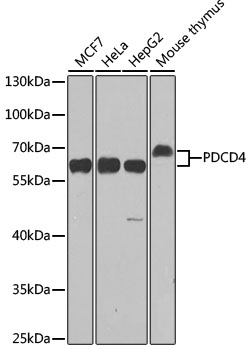 Western blot analysis of extracts of various cell lines using PDCD4 Polyclonal Antibody at dilution of 1:1000.