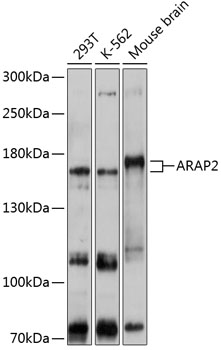 Western blot analysis of extracts of various cell lines using ARAP2 Polyclonal Antibody at 1:1000 dilution.