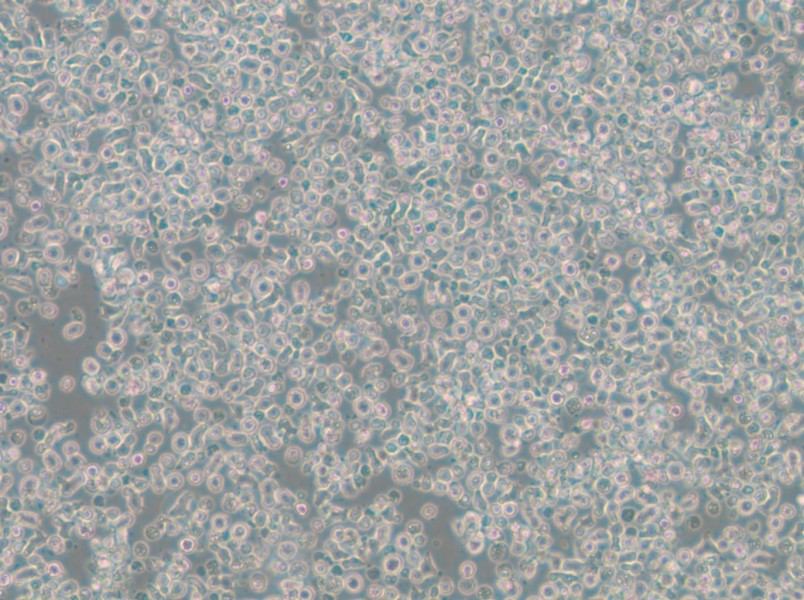 ST486 Cell Complete Medium - 3