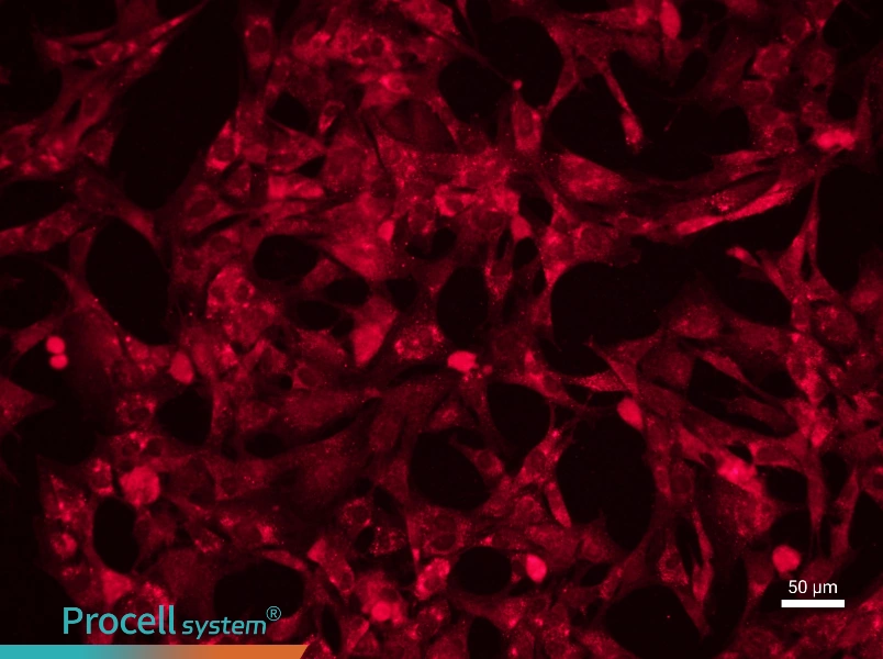 Rat Adipose-Derived Stem Cell Complete Medium - 1