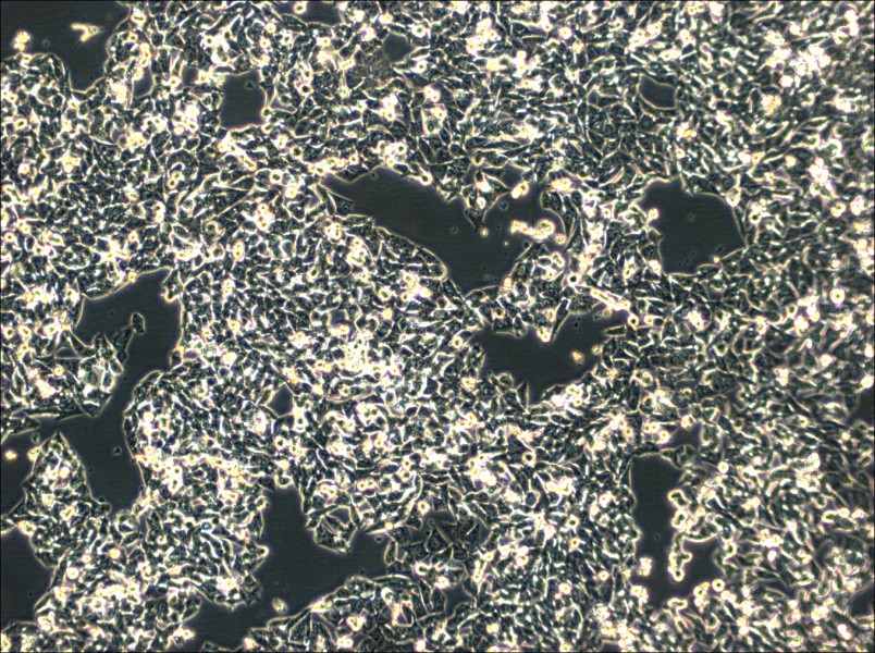 SK-CO-1 Cell Complete MediumSK-CO-1 Cell Complete Medium - 2