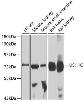 Western blot analysis of extracts of various cell lines using USH1C Polyclonal Antibody at 1:1000 dilution.