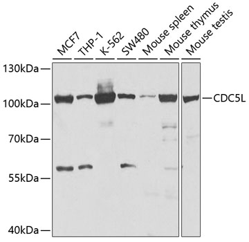 Western blot analysis of extracts of various cell lines using CDC5L Polyclonal Antibody at 1:1000 dilution.