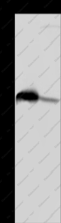 GSTA3 Polyclonal Antibody - 1