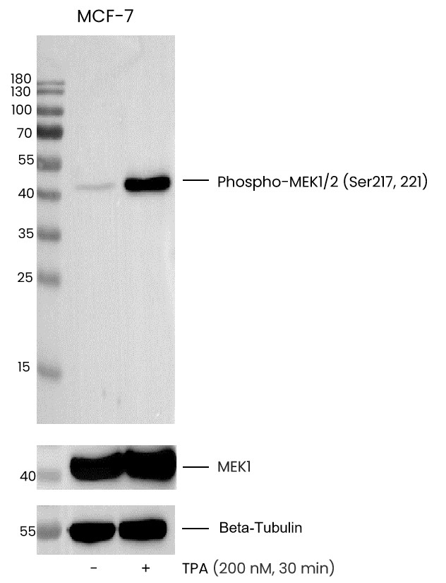 Recombinant Phospho-MEK1/2 (Ser217, 2210) Monoclonal Antibody - small - 2